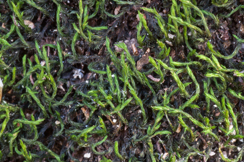 Racomitrium venustum